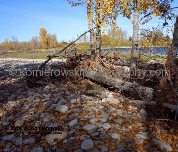 Bow River near Sikome Lake and Bow Bottom Trail SE, (after June flooding, October 2013), Calgary, Alberta