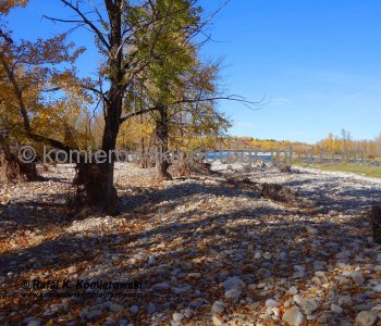 Bow River near Sikome Lake and Bow Bottom Trail SE, (after June flooding, October 2013), Calgary, Alberta