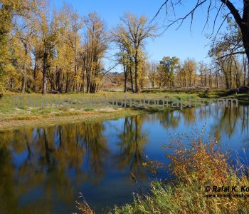 Bow River floodplain, south of Sikome Lake and Bow Bottom Trail SE, (after June flooding, October 2013), Calgary, Alberta