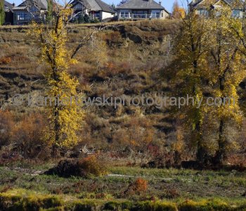 McKenzie from Bow River floodplain at Deer Run, Calgary,   (13 October 2013)
