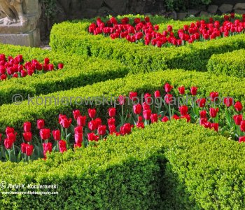 Ksiaz Castle a.k.a. Schloss Fürstenstein,  Poland