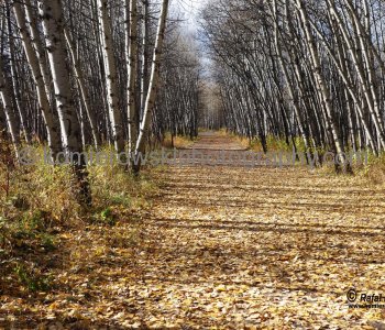 Bicycle Trail, South Glenmore Park in Calgary is part of the Elbow-Bow Rivers watershed basin.