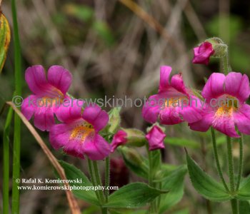 Wildflowers, Burton Flats