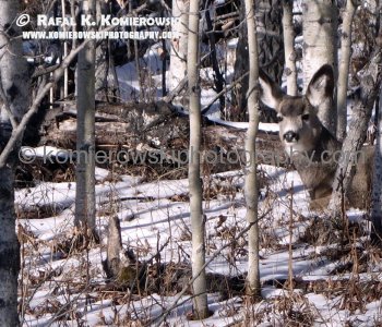 Natural camouflage is amazing art, animals are true masters of disguise, blending effortlessly into their environment as a means of survival in the natural world.