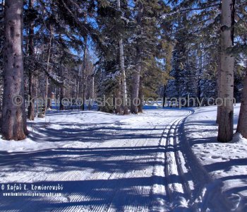 Cross Country trail, Priddis Greens Golf & Country Club, west of Calgary, Alberta