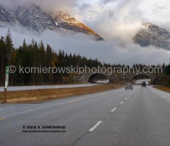 West of Banff...Wildlife Overpasses are designed so animals cannot see the Trans Canada Highway when crossing
