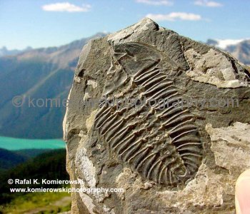 The Burgess Shale located in Yoho National Park, BC, Canada is considered as -highly sensitive fossils- depository area in the world. It is extremely protected under Parks Canada and UNESCO.