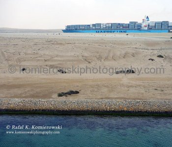 The Suez Canal - convoy  sailing to the Port Said