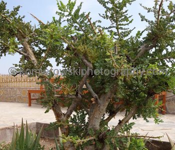 Frankincense tree...once  the trade in frankincense that flourished in this region for many centuries, as one of the most important trading activities of the ancient and medieval world