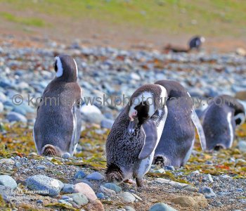Punta Arenas,  Magallanes and Antartica Chilena, Chile