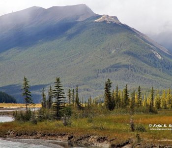 Meadows near North Saskatchewan River and Arctomys Creek, Banff National Park, Alberta, Icefields Parkway- Canadas most scenic mountain roadway
