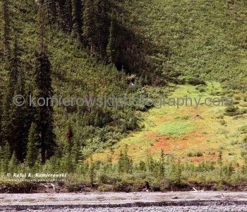 First sign of approaching autumn seen from Highway No. 93, north of North Saskatchewan River, Banff National Park, Alberta, Icefields Parkway- Canadas most scenic mountain roadway