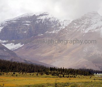 Alpine meadows viewed from Hwy. No. 93 at Sunwapta Pass,  leaving Banff National Park, Alberta, Icefields Parkway- Canadas most scenic mountain roadway
